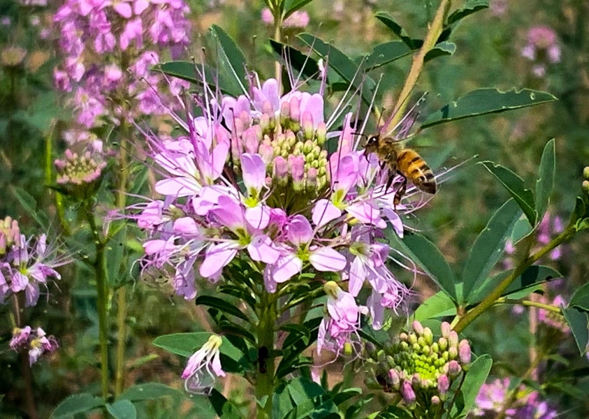 bee_final2
