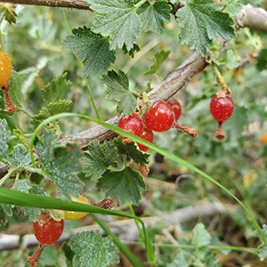 berries